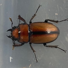 【商談中】KOTA's insect アスタコイデスカルベイ　KOTA店長ブリードの画像