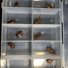 KOTA's insect アスタコイデスカルベイ　KOTA店長...