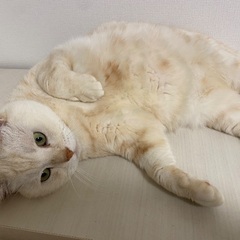 白猫オス - 猫