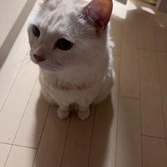 白猫オス