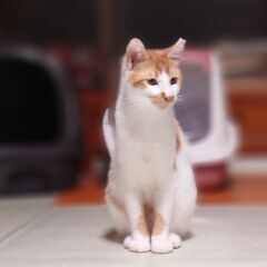 遊ぶのも人馴れもバッチリ！帰って来たモーモー9ヶ月