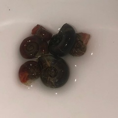 水草の画像