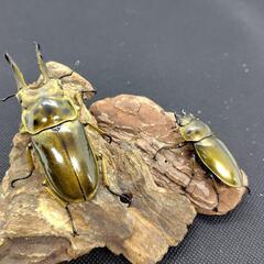 【訳あり】ババオウゴンオニクワガタ　ペア