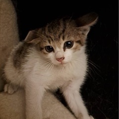 可愛いキジ白仔猫の里親さん募集中です！！