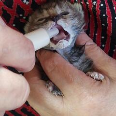 お願いします。生まれて間がない子猫を保護しました。