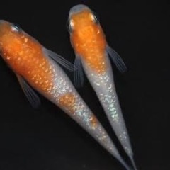 有精卵10個＋α メダカ  めだか 紅白メダカ