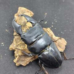 【使用済み】スマトラオオヒラタクワガタ　♂単
