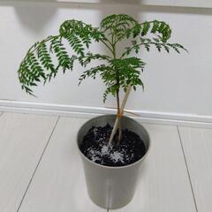 ジャカランダ③ 観葉植物