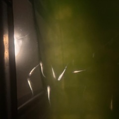 燐光メダカの画像