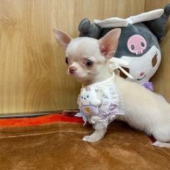 【衝撃価格！】極小チワワちゃん、破格の99,000円！ 