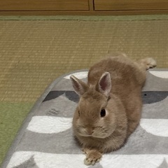 ネザーランドドワーフ