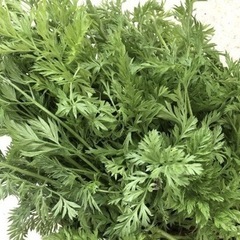 無農薬人参の葉っぱ