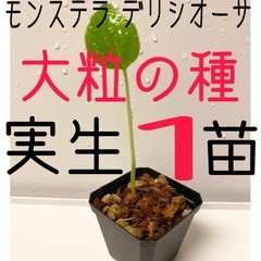 大粒のモンステラデリシオーサの種から生育した実生です！1苗（株）⑩