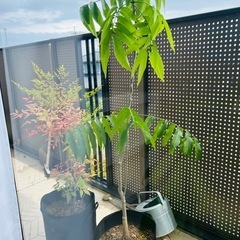 環境のことを考えて、小さなことでも行動してる人とお友達にな…