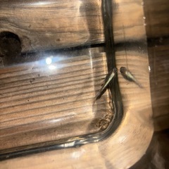燐光メダカの画像
