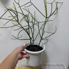 ミルクブッシュ 早い方優先