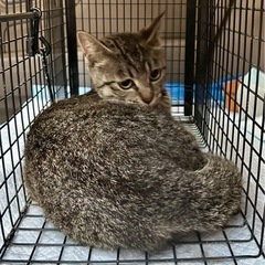 キジトラ手術済み8ヶ月男の子
