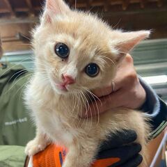 【別海町の野良子猫4匹】生後2ヶ月頃※代理投稿