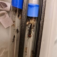 Camponotus Singularis 1/10
