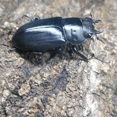 ヤマダクワガタ ペア　♂31.5㎜ ♀24.5㎜の画像