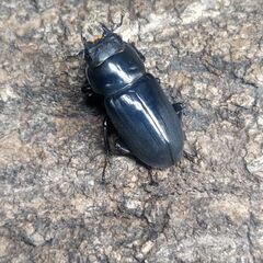 ヤマダクワガタ ペア　♂31.5㎜ ♀24.5㎜の画像