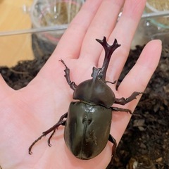 カブトムシ