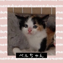 丸顔キュートなベルちゃん