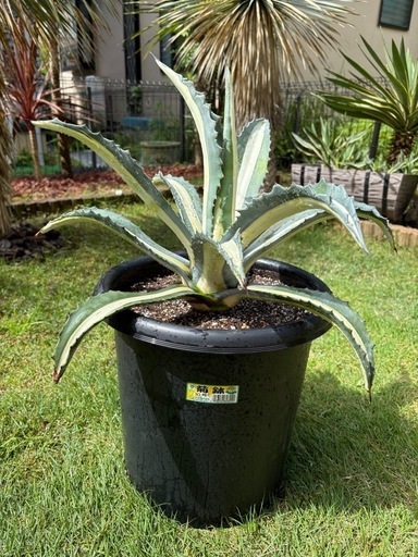 アガベ　華厳①