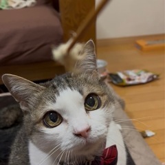 探してます　皆生　猫