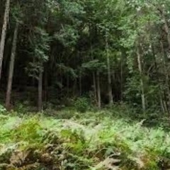 山菜、山野草