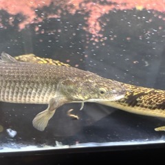 (価格交渉可能)トゥルカナセネガルスの画像