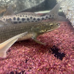 (価格交渉可能)トゥルカナセネガルスの画像
