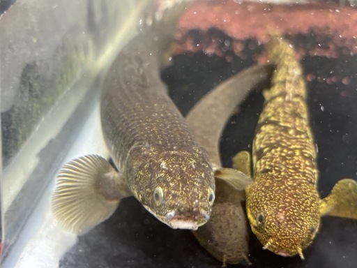 (価格交渉可能)トゥルカナセネガルス熱帯魚
