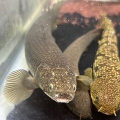 (価格交渉可能)トゥルカナセネガルスの画像