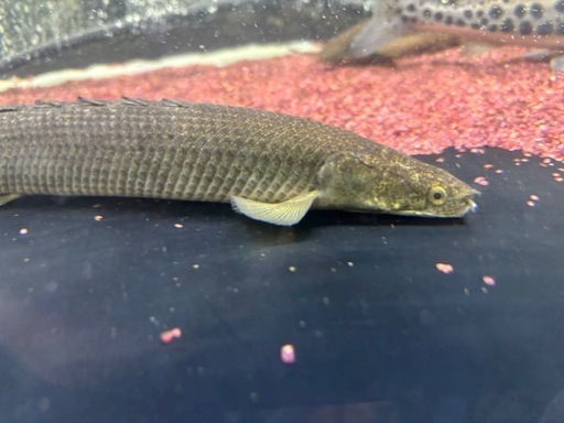 (価格交渉可能)トゥルカナセネガルス熱帯魚