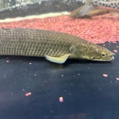 (価格交渉可能)トゥルカナセネガルス