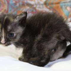 多頭エサやり崩壊の現場にて避妊去勢と子猫の里親探しを手伝っており...
