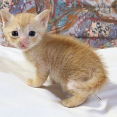 多頭エサやり崩壊の現場にて避妊去勢と子猫の里親探しを手伝っており...