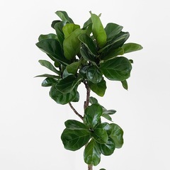 観葉植物 フィカス バンビーノの画像