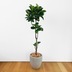 ランキングキーワードに紐づく投稿画像-観葉植物