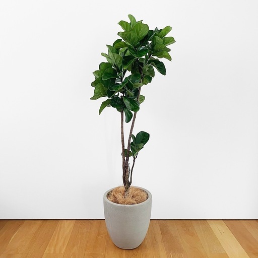 観葉植物 フィカス バンビーノ 140cm