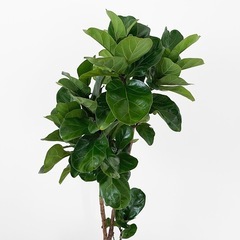 観葉植物 フィカス バンビーノ
の画像