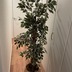 ランキングキーワードに紐づく投稿画像-観葉植物
