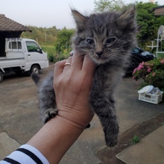 子猫達