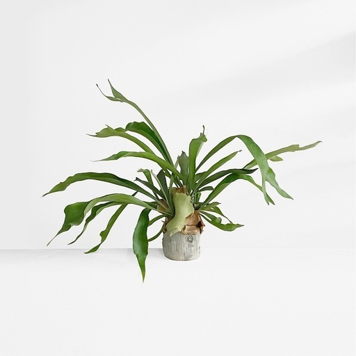 観葉植物 ビカクシダ