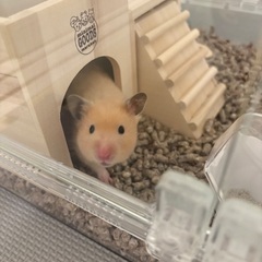【決定しました】キンクマハムスター　♀ サテンゴールド 2ヶ月