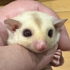 明日まで！！フクロモモンガ 各カラーSALE