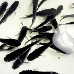 【メダカ】 オロチダルマ血統　5匹 1000円