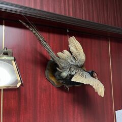 剥製３体（キジとヤマドリ）の画像