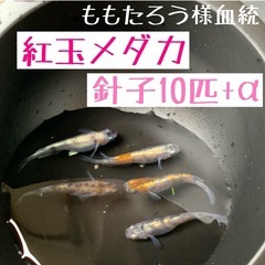 針子10匹+α【紅玉メダカ】白・黒・朱　体外光　三色　ラメ　ブラ...